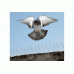 Шипи від птахів, голубів професійні Jacopic (0,5 м)
